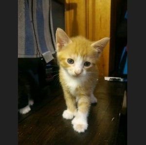 Meet your Posher, Bill